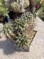 Preview: Echinocereus hempelii